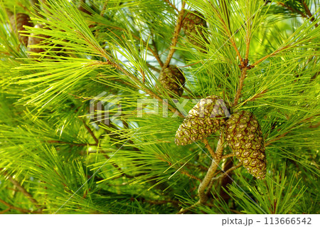 Young green cones of the Mediterranean pine tree. 113666542