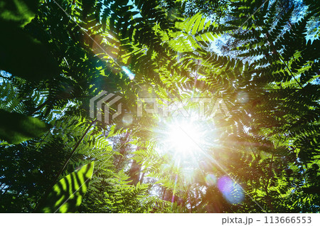 Sunlight with lens flare shines through fresh green fern (bracken) leaves. Summer day in the forest. Sunlight with lens flare shines through fresh green fern (bracken) leaves. Summer day in the forest. 113666553