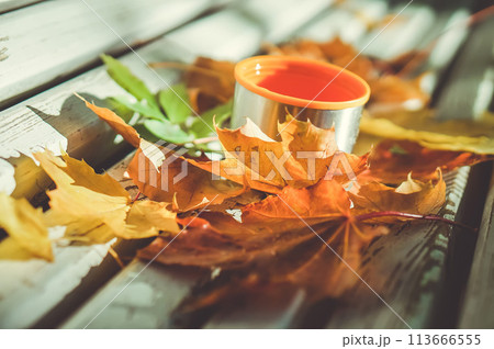 Autumn vibe - thermos cup (mug) and orange leaves on the bench. Spending time in the autumn park. Autumn vibe - thermos cup (mug) and orange leaves on the bench. Spending time in the autumn park. 113666555