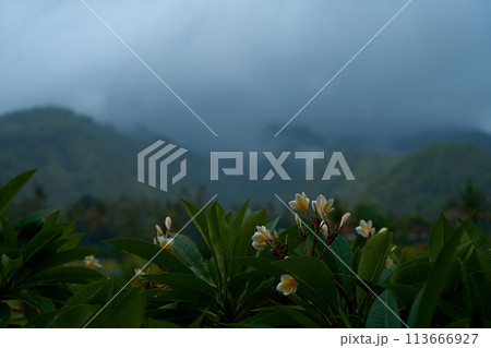 Tropical rainstorm. Drops fall on the Asian flowering frangipani tree against the background of cascading mountains. 113666927