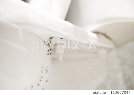 A colony of ants hides their eggs under the toilet in the bathroom. The problem with insects in the house. 113667044