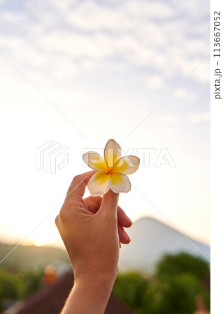 A woman holds an Asian white and yellow tropical frangipani flower in her frail hand on the outside. 113667052