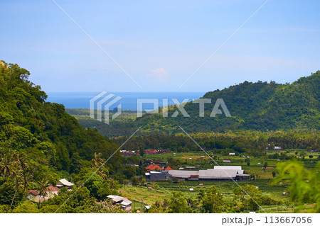 A view of tropical mountains and rice fields with palm trees on a sunny day. 113667056