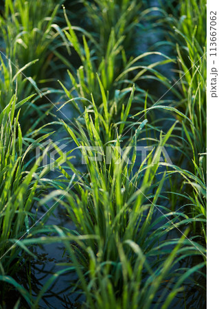 New juicy green rice terraces are covered with morning dew on the popular island of Bali. 113667062