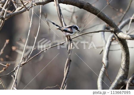 綿を丸めたような体に長い尾の小鳥、エナガ 綿を丸めたような体に長い尾の小鳥、エナガ 113667095