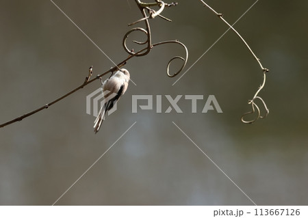 綿を丸めたような体に長い尾の小鳥、エナガ 綿を丸めたような体に長い尾の小鳥、エナガ 113667126