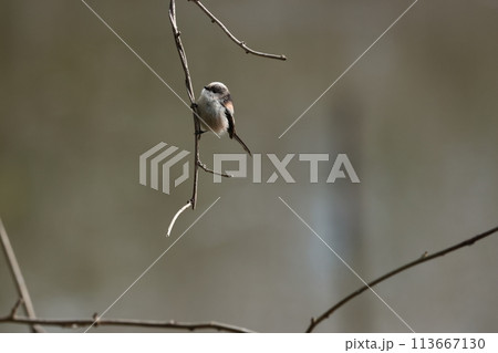 綿を丸めたような体に長い尾の小鳥、エナガ 113667130