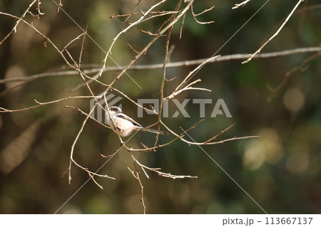 綿を丸めたような体に長い尾の小鳥、エナガ 113667137