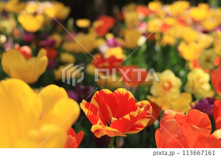赤いチューリップ 113667161