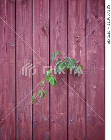 The plant sprouts through the fence 113667285