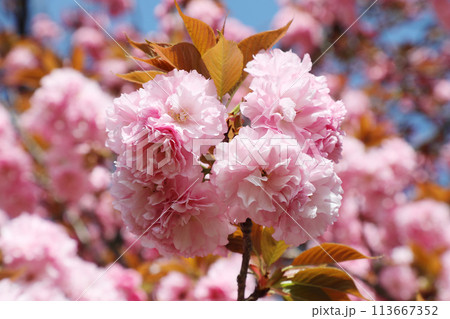八重桜 八重桜 113667352