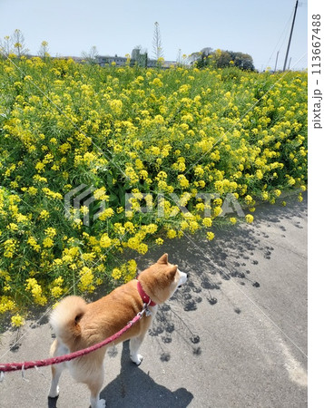 菜の花畑の前でポーズをとる犬 113667488