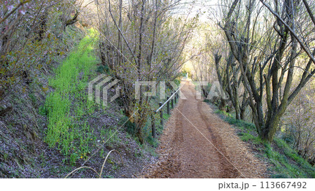 朝の花見山公園　桜舞い散る花木畑を行く　福島県 113667492