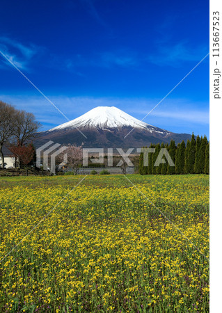 キカラシ咲く山中湖花の都公園 キカラシ咲く山中湖花の都公園 113667523