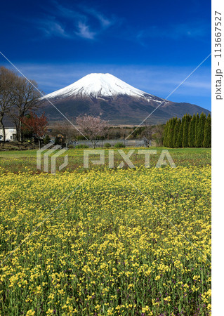 キカラシ咲く山中湖花の都公園 キカラシ咲く山中湖花の都公園 113667527
