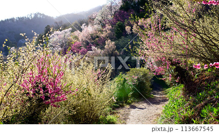 朝日を浴び光輝く花木畑　花見山公園　福島県 113667545