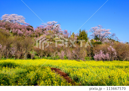 菜の花畑と色とりどりの花咲く花木畑 花見山の朝 福島県 菜の花畑と色とりどりの花咲く花木畑 花見山の朝 福島県 113667570