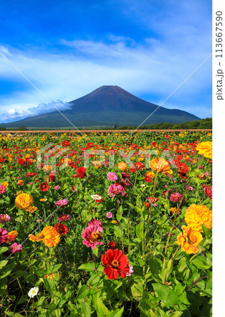 夏富士と百日草咲く山中湖花の都公園 夏富士と百日草咲く山中湖花の都公園 113667590