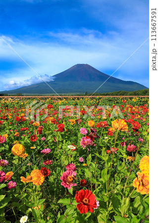 夏富士と百日草咲く山中湖花の都公園 夏富士と百日草咲く山中湖花の都公園 113667591