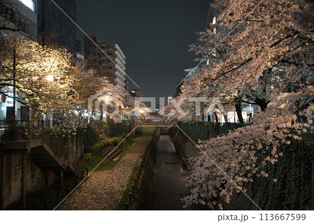 東京都多摩市乞田川沿いの夜桜 東京都多摩市乞田川沿いの夜桜 113667599