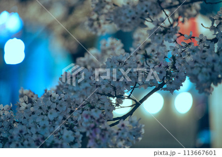 東京都多摩市乞田川沿いの夜桜 東京都多摩市乞田川沿いの夜桜 113667601