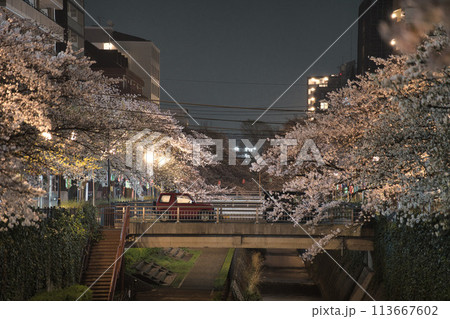 東京都多摩市乞田川沿いの夜桜 東京都多摩市乞田川沿いの夜桜 113667602