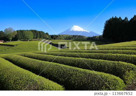 日本の風景 新茶の茶畑と富士山 静岡県富士市笹場 日本の風景 新茶の茶畑と富士山 静岡県富士市笹場 113667652