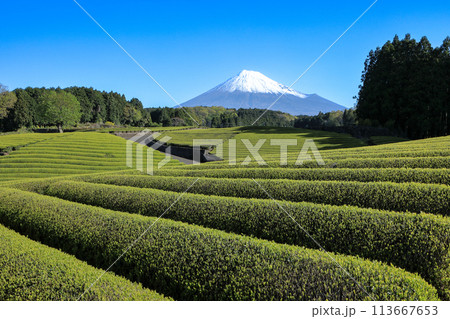 日本の風景 新茶の茶畑と富士山 静岡県富士市笹場 日本の風景 新茶の茶畑と富士山 静岡県富士市笹場 113667653