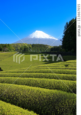 日本の風景 新茶の茶畑と富士山 静岡県富士市笹場 日本の風景 新茶の茶畑と富士山 静岡県富士市笹場 113667655