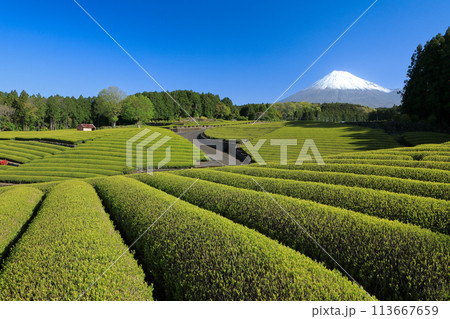 日本の風景　新茶の茶畑と富士山　静岡県富士市笹場 113667659