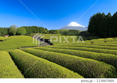 日本の風景 新茶の茶畑と富士山 静岡県富士市笹場 日本の風景 新茶の茶畑と富士山 静岡県富士市笹場 113667660