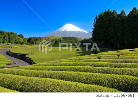 日本の風景 新茶の茶畑と富士山 静岡県富士市笹場 日本の風景 新茶の茶畑と富士山 静岡県富士市笹場 113667661