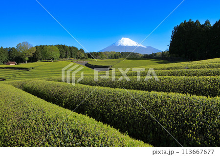 日本の風景 新茶の茶畑と富士山 静岡県富士市笹場 日本の風景 新茶の茶畑と富士山 静岡県富士市笹場 113667677