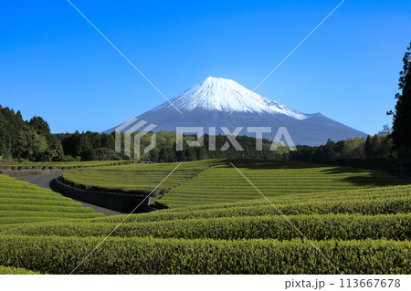 日本の風景　新茶の茶畑と富士山　静岡県富士市笹場 113667678
