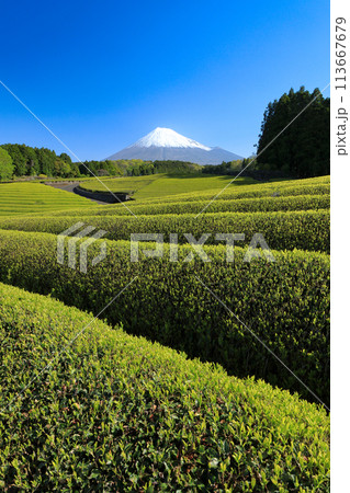 日本の風景　新茶の茶畑と富士山　静岡県富士市笹場 113667679