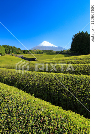 日本の風景　新茶の茶畑と富士山　静岡県富士市笹場 113667680
