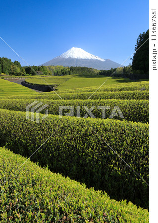 日本の風景 新茶の茶畑と富士山 静岡県富士市笹場 日本の風景 新茶の茶畑と富士山 静岡県富士市笹場 113667681