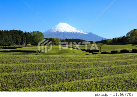 日本の風景 新茶の茶畑と富士山 静岡県富士市笹場 日本の風景 新茶の茶畑と富士山 静岡県富士市笹場 113667708