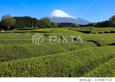 日本の風景 新茶の茶畑と富士山 静岡県富士市笹場 日本の風景 新茶の茶畑と富士山 静岡県富士市笹場 113667710
