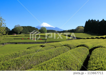 日本の風景 新茶の茶畑と富士山 静岡県富士市笹場 日本の風景 新茶の茶畑と富士山 静岡県富士市笹場 113667711