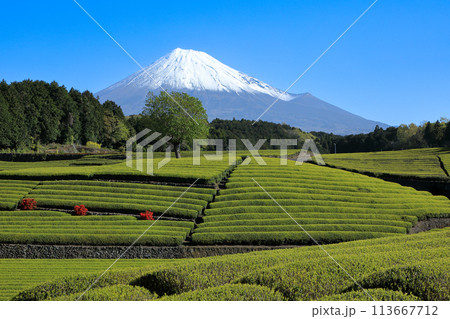 日本の風景 新茶の茶畑と富士山 静岡県富士市笹場 日本の風景 新茶の茶畑と富士山 静岡県富士市笹場 113667712