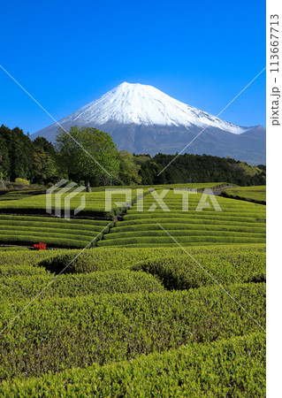 日本の風景　新茶の茶畑と富士山　静岡県富士市笹場 113667713
