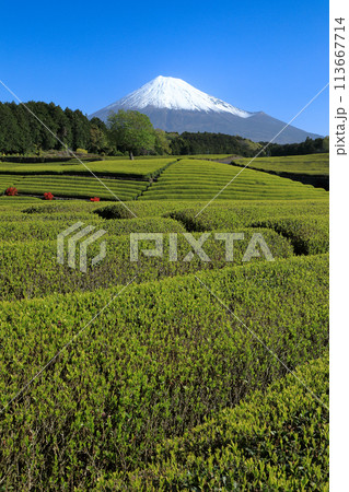 日本の風景　新茶の茶畑と富士山　静岡県富士市笹場 113667714