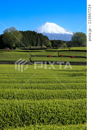 日本の風景　新茶の茶畑と富士山　静岡県富士市笹場 113667724