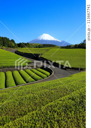 日本の風景　新茶の茶畑と富士山　静岡県富士市笹場 113667741