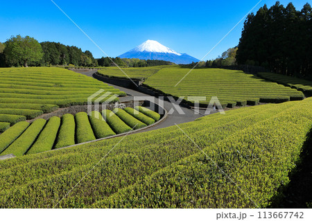 日本の風景 新茶の茶畑と富士山 静岡県富士市笹場 日本の風景 新茶の茶畑と富士山 静岡県富士市笹場 113667742