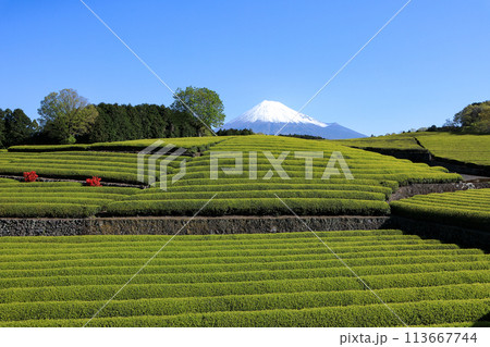 日本の風景 新茶の茶畑と富士山 静岡県富士市笹場 日本の風景 新茶の茶畑と富士山 静岡県富士市笹場 113667744
