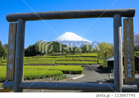 日本の風景 新茶の茶畑と富士山 静岡県富士市笹場 日本の風景 新茶の茶畑と富士山 静岡県富士市笹場 113667745