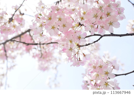 満開の桜 満開の桜 113667946