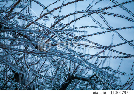 Icing in the world of branch with long green needles covered with a thin layer of ice on a winter 113667972